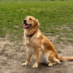 Amber von der Braunschweiger Löwenbande (Chili)