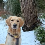 Coco von der Braunschweiger Löwenbande (Lia)