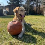 Biene von der Braunschweiger Löwenbande (Wilma)