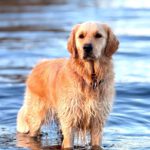 Cayenne von der Braunschweiger Löwenbande (Hilde)