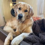 Cisco von der Braunschweiger Löwenbande (Theo)