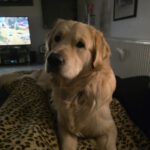 Davy von der Braunschweiger Löwenbande (Buddy)