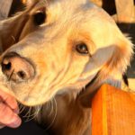 Dino von der Braunschweiger Löwenbande