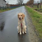 Arielle von der Braunschweiger Löwenbande (Lilly)