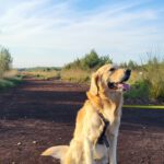 Bentley von der Braunschweiger Löwenbande (Finley)