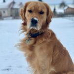 Bucky von der Braunschweiger Löwenbande