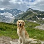 Balou von der Braunschweiger Löwenbande