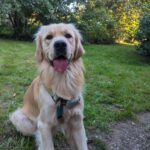 Barney von der Braunschweiger Löwenbande (Brodie)