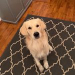 Bruno von der Braunschweiger Löwenbande