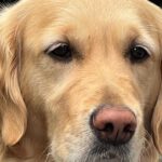 Amande von der Braunschweiger Löwenbande (Nelly)