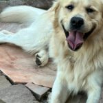 Alf von der Braunschweiger Löwenbande (Charly)