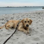 Crowley von der Braunschweiger Löwenbande (Clooney)