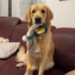 Diva von der Braunschweiger Löwenbande (Bella)