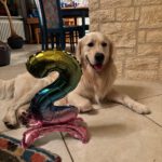 Charly von der Braunschweiger Löwenbande