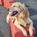 Atlas von der Braunschweiger Löwenbande (Benji)