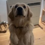 Draco von der Braunschweiger Löwenbande (Becks)