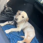 Derek von der Braunschweiger Löwenbande (Karlsson)