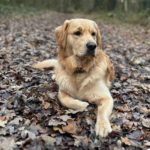 Denver von der Braunschweiger Löwenbande (Karlo)