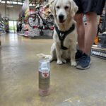 Chleo von der Braunschweiger Löwenbande