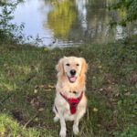 Bella von der Braunschweiger Löwenbande (Holly)